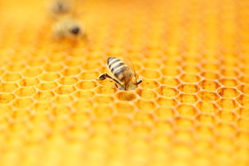 Obraz premium Honeybee in honeycomb 