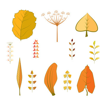 Collection of leaves