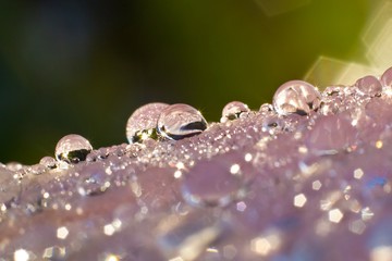 Macro photography showing water droplets