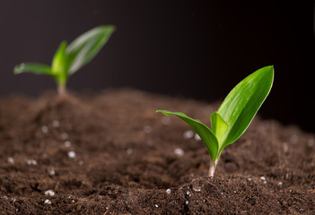 Sprouts in ground