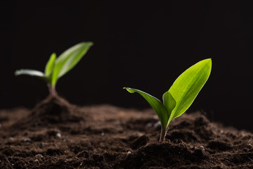 Sprouts in ground