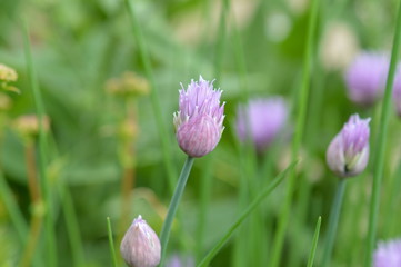 Fototapeta premium ciboulette