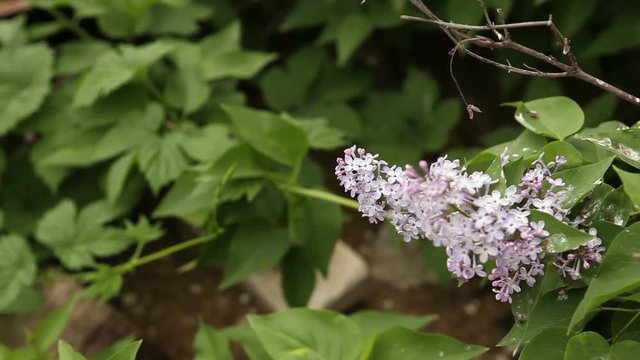 blooming lilac bush reeling in the wind.
