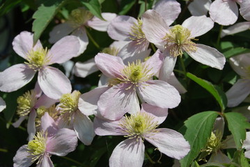 Clematis, Waldrebe