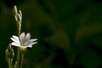 White little flower at blurry dark green background