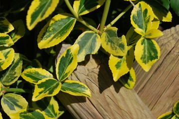 Spindelstrauch, Kriechspindel (Euonymus fortunei)