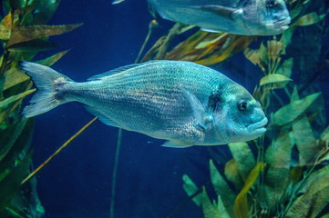 Naklejka premium Silver fish underwater in Loro Parque, Tenerife, Canary Islands