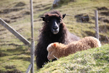 Obraz premium Sheep in the nature of the Faroe Islands 