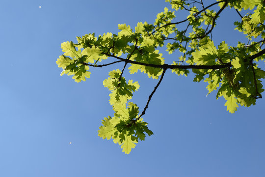 Eichenbl&auml;tter vor blauem Himmel