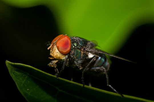 Macro photography showing a flesh fly