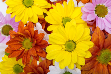 Close up of the colorful chrysanthemum flowers