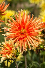 Close up of orange   dahlia flowers in garden