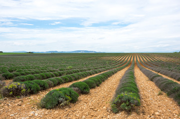 Fields of Provence