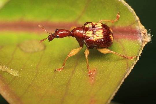 Macro photography showing Red Giraffe Weevil or Leaf Rolling Weevil