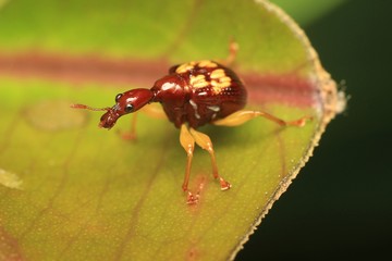 Macro photography showing Red Giraffe Weevil or Leaf Rolling Weevil