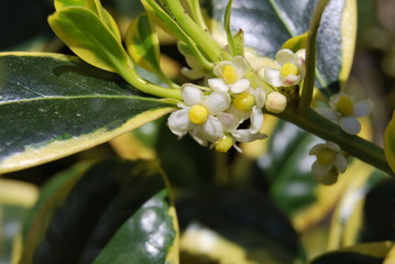 Blühender Spindelstrauch, Kriechspindel (Euonymus fortunei)