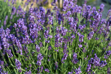 Gardens with the flourishing lavender