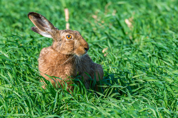 Feldhase (Lepus europaeus) auf einem Feld sitzend © mirkograul