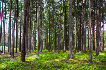 Forest after rain.