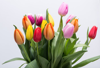 colorful bouquet of fresh spring tulip flowers