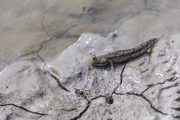 Mudskipper in wetlands.