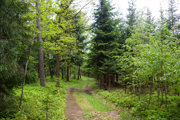 Obraz premium Forest after rain.