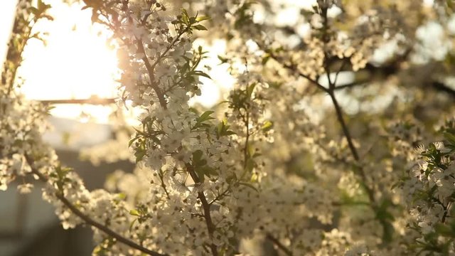 flowering cherry tree swaying in the wind at sunset.