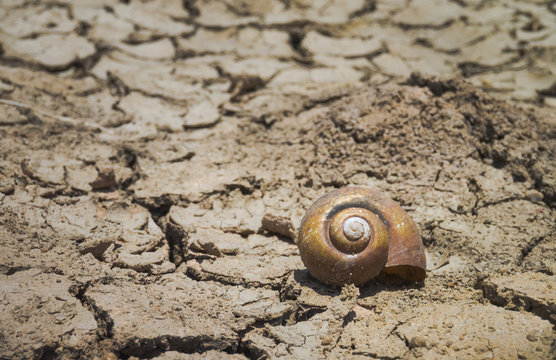 Crack snail shell on ground