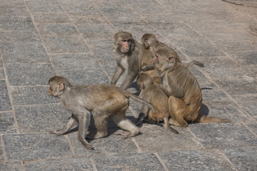 monkeys at street