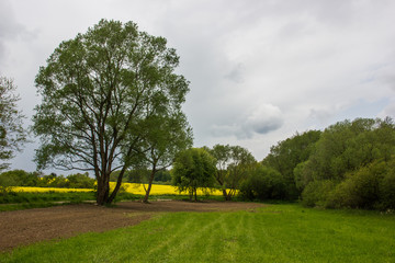 Trees and fields.