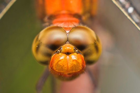 Macro photography showing a dragon fly eyes