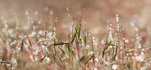 Panorama view closeup pink grass with droplets of dew in the morning sun for  create a charming picture.soft focus, shallow DOF.