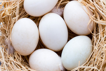 Duck eggs nest, spring Easter symbol.