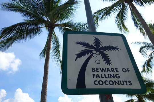 Sign Of Coconut Fall In A Park