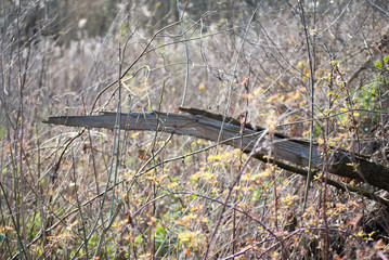 Old trees in forest at Special Nature Reserve Carska Bara/Imperial Pond