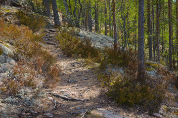 Hiking path in Repovesi national park in Finland