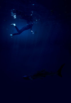woman at night with shark