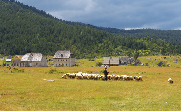 Herdsman with Flock of Sheeps, Montenegro