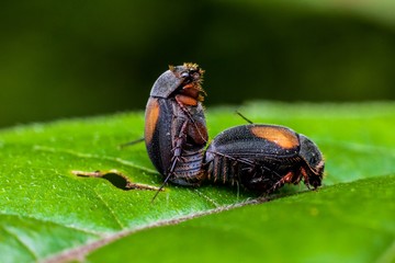 Macro photography showing water droplets