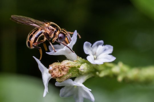 Macro photography showing a fruit fly