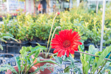 red sunflower