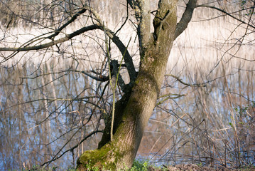 Old trees in forest at Special Nature Reserve Carska Bara/Imperial Pond