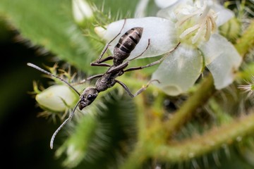 Macro photography showing a black ant