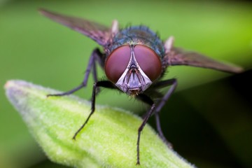 Macro photography showing a flesh fly