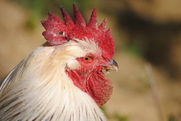 Coq