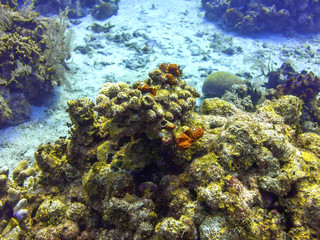 Naklejka na ściany i meble Coral Reef in Roatan Honduras
