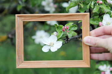 rich harvest in the autumn will be/flowering apple tree in spring in a wooden frame 