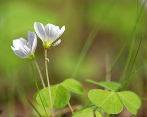Common wood sorrel
