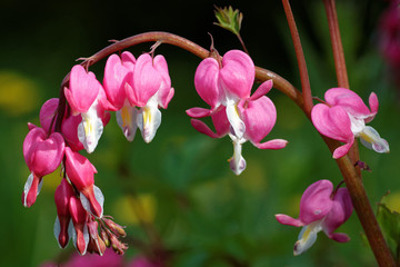 Bleeding-heart flowers