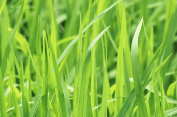 Fototapeta na wymiar paddy rice in Green